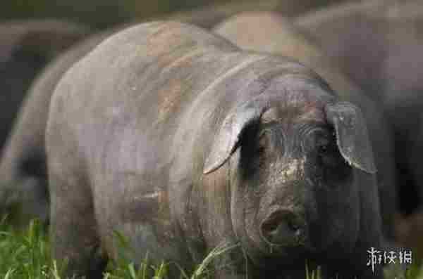 《宝可梦:朱/紫》新精灵考究 主题为过去与未来的交织