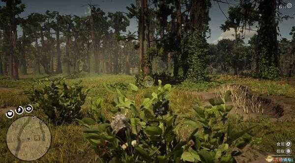 《荒野大镖客2》全草药植物位置一览
