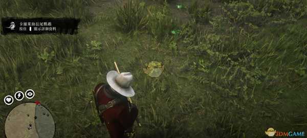 《荒野大镖客2》卡莱罗那长尾鹦鹉刷新位置及背景故事一览