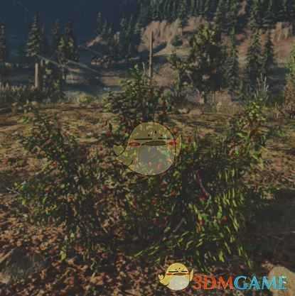 《往日不再》沙漠树莓收集地点与外形一览