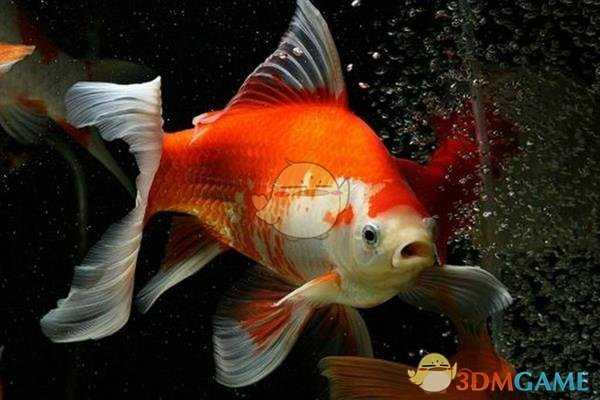 《集合啦!动物森友会》金鱼图鉴