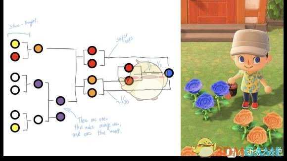 《集合啦!动物森友会》蓝玫瑰种植心得分享