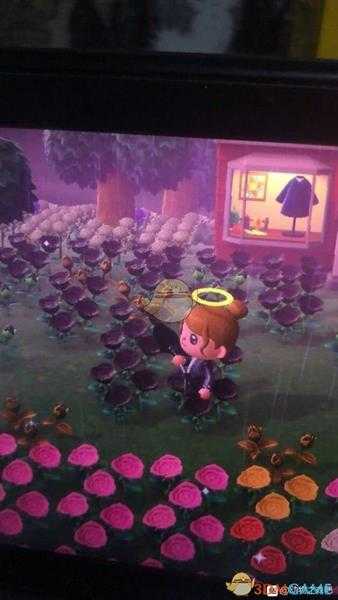 《集合啦!动物森友会》金玫瑰种植心得分享