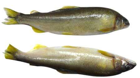 《集合啦！动物森友会》香鱼图鉴