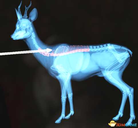 猎人荒野的呼唤个动物秒杀位置介绍