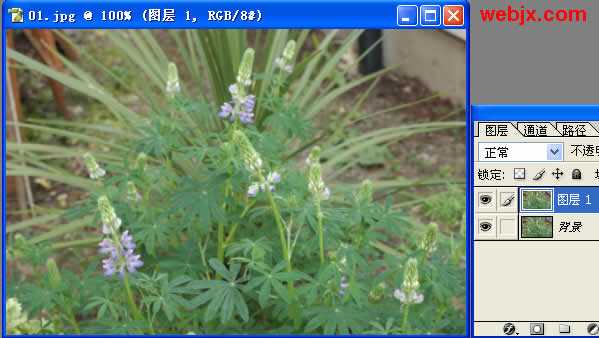 Photoshop教程:花卉更加嫩绿清晰