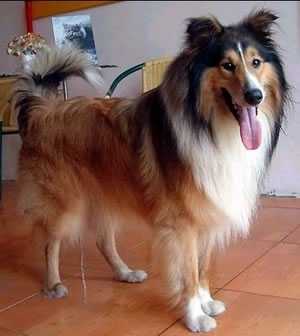 Photoshop抠图教程:抠出毛茸茸的狗狗