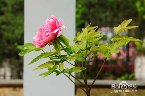 数码单反相机拍摄入门技巧心得之二:力求画面简洁