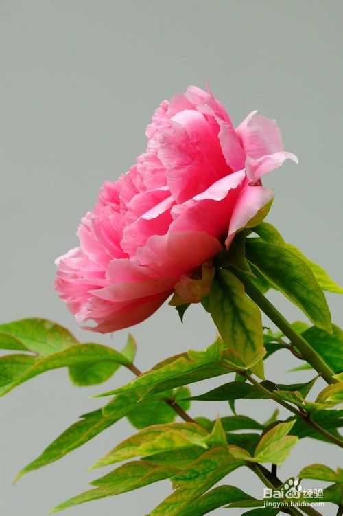 数码单反相机拍摄入门技巧心得之二:力求画面简洁