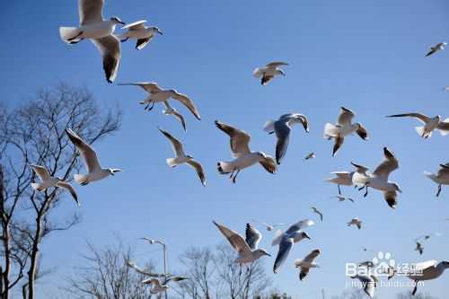 数码单反相机拍摄入门技巧心得之二:力求画面简洁