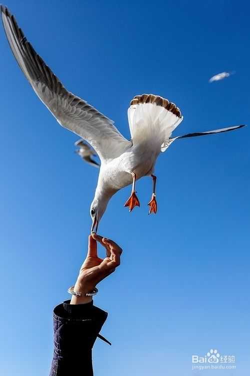 数码单反相机拍摄入门技巧心得之二:力求画面简洁