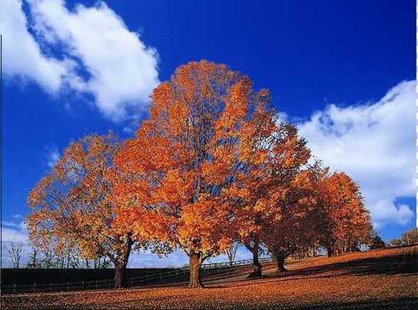 ps如何抠图?photoshop利用通道抠繁密的树枝教程