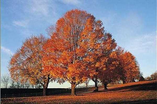 ps如何抠图?photoshop利用通道抠繁密的树枝教程