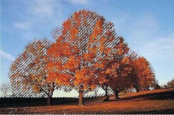 ps如何抠图?photoshop利用通道抠繁密的树枝教程